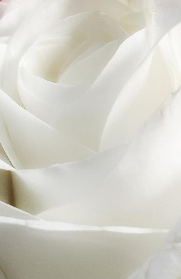 Bridal Rose #1 Photograph by Steph Gabler
