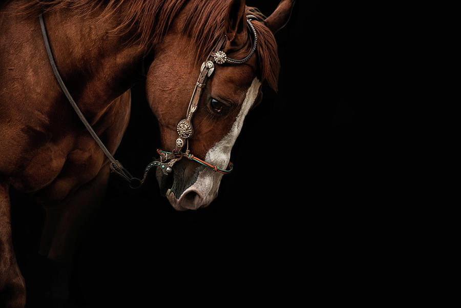 Bridled #1 Photograph by Ryan Courson