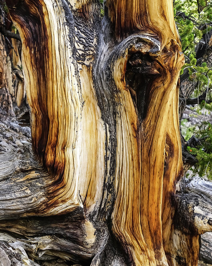 Bristlecone Pine Detail #1 Photograph by Brett Harvey