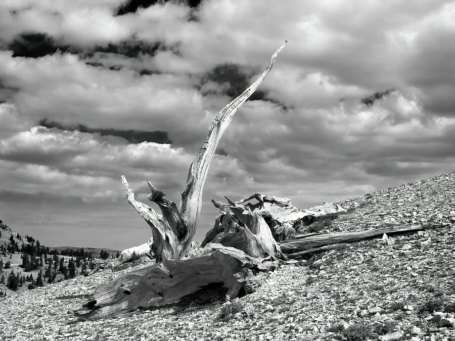 Bristlecone Pine Remains #2 Photograph by Joe Schofield