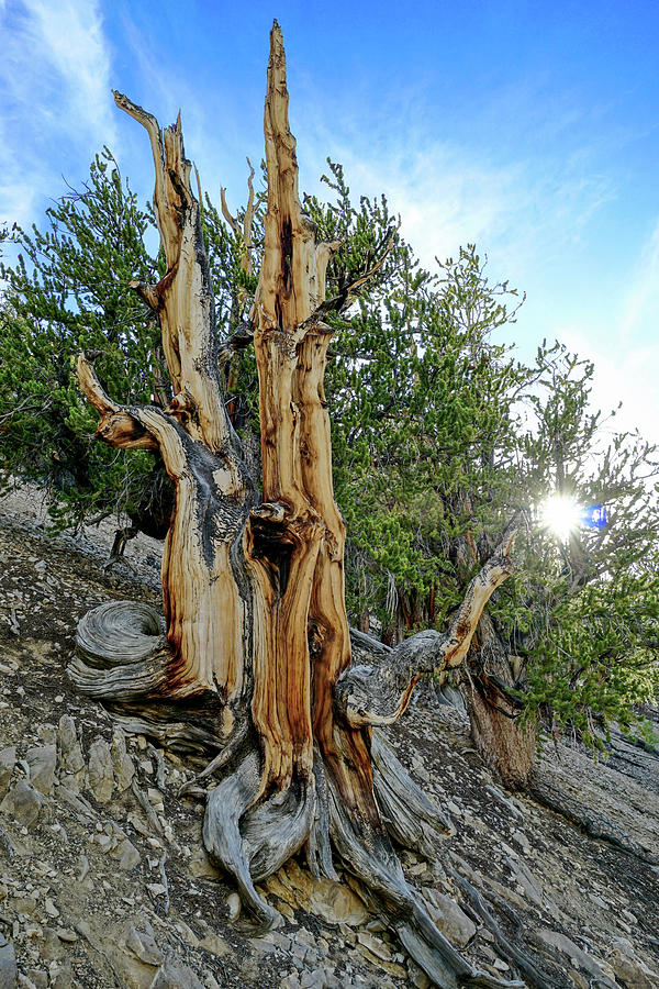 Bristlecone Pine Sunburst Photograph by Brett Harvey