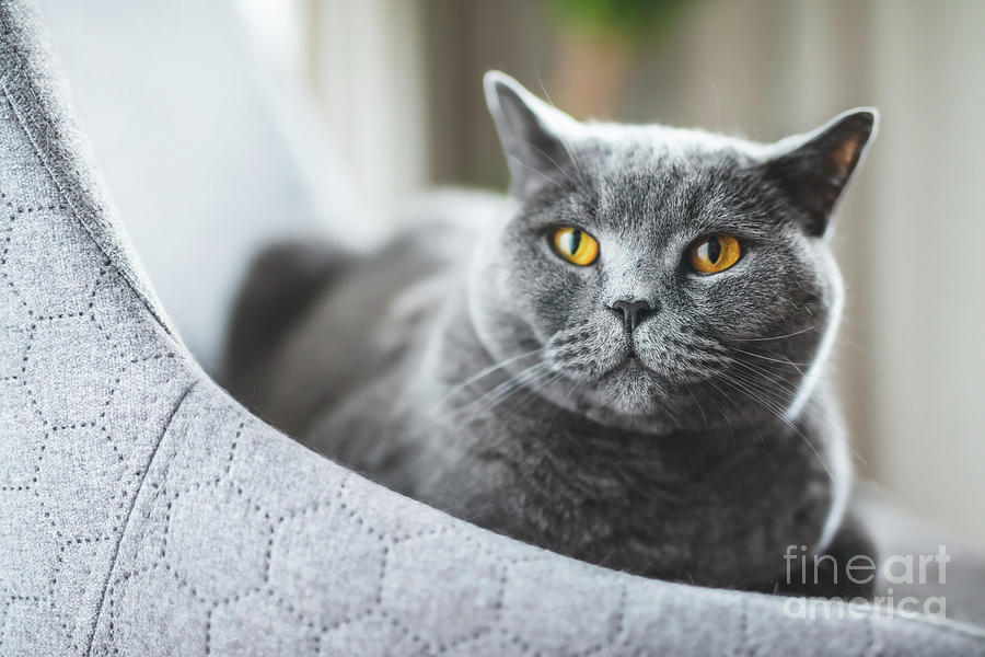 British cat relaxing on chair. Photograph by Michal Bednarek - Fine Art ...