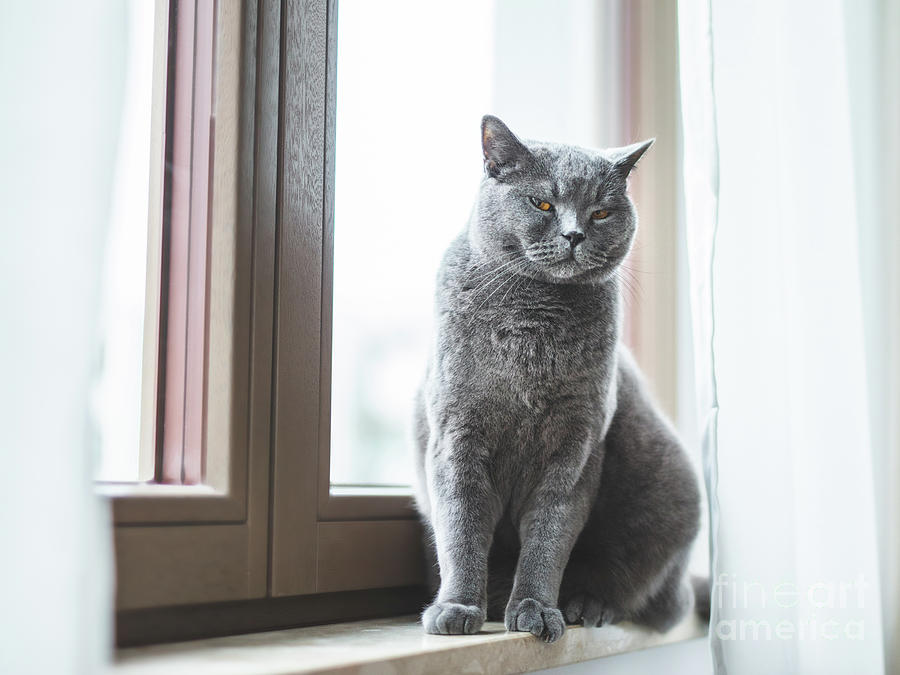 British Cat Sitting On Window Sill. Photograph