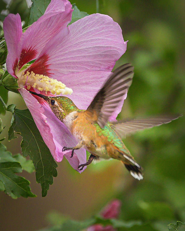 Broad-Tailed Hummer #1 Photograph by Mark Mille