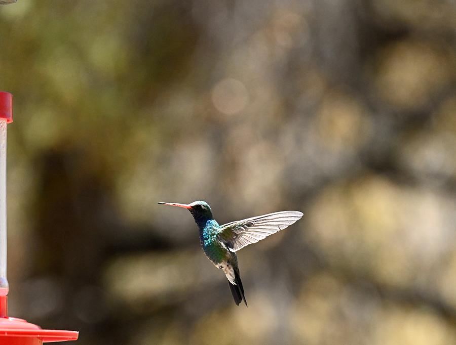 Broadbill Hummingbird #1 Photograph by Mark Sniffin - Fine Art America