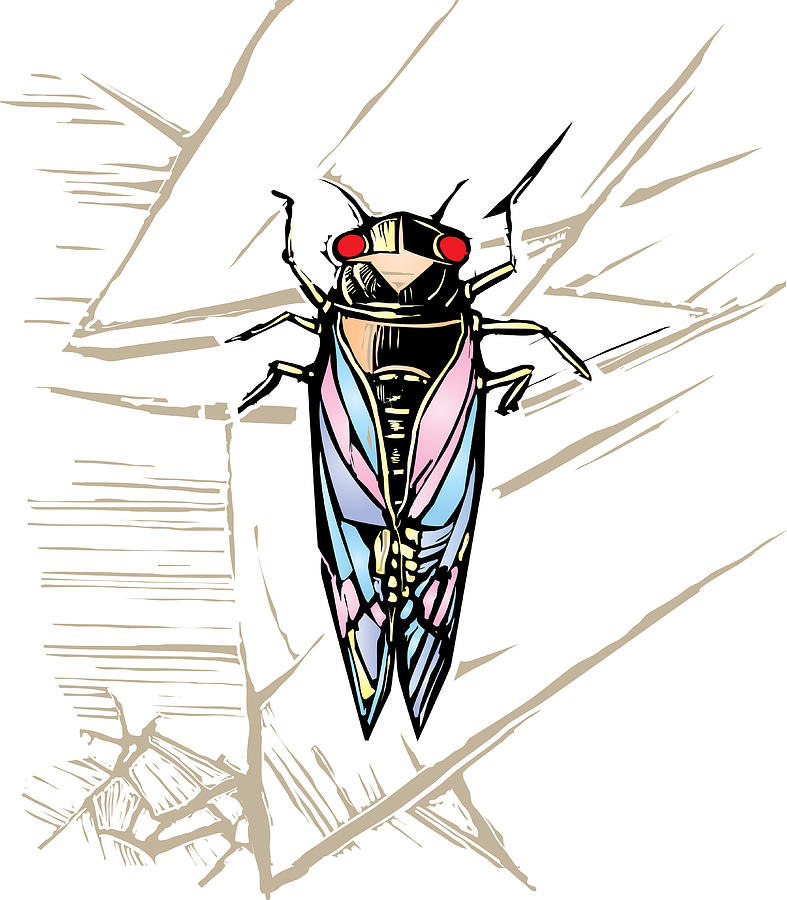 cicadas drawing