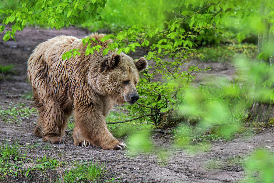 Bear Photograph - Brown Bear in Forest #1 by Arterra Picture Library