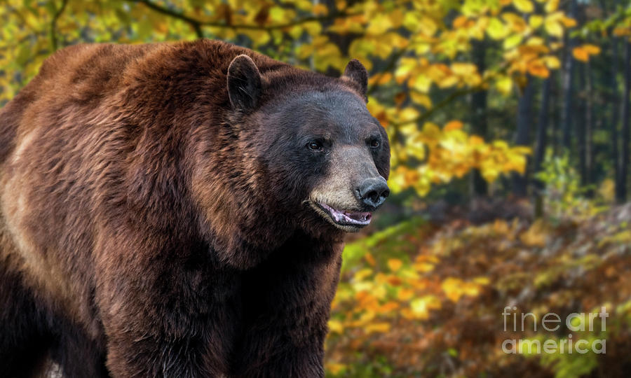 Bear Photograph - Brown Bear in the Fall #1 by Arterra Picture Library