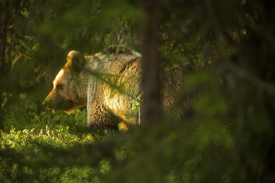 Brown bear (Ursus arctos) in Taiga Forest, Finland #1 Photograph by David Fettes