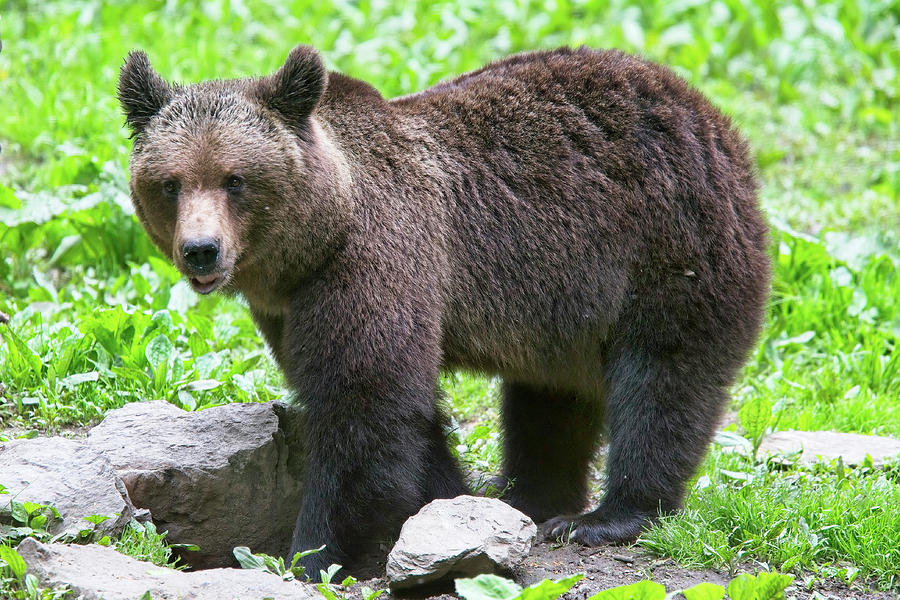 Brown Bear, Ursus arctos, Romania. #2 Photograph by Tony Mills