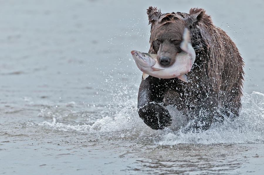 Brown Bear with Salmon catch  #1 Photograph by Gary Langley