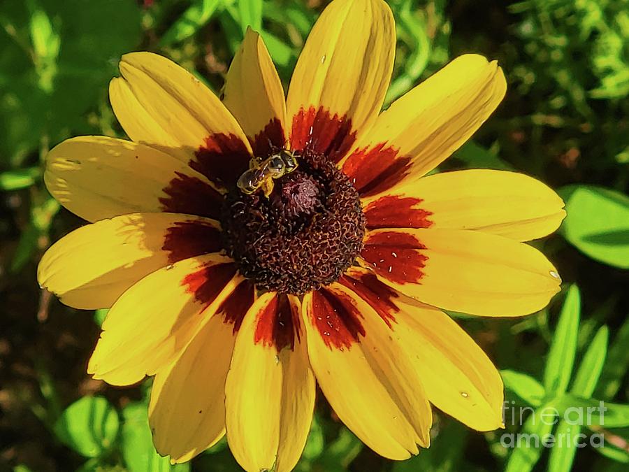 Brown-eyed Susan And Honey Bee #2 Photograph by Donna Brown