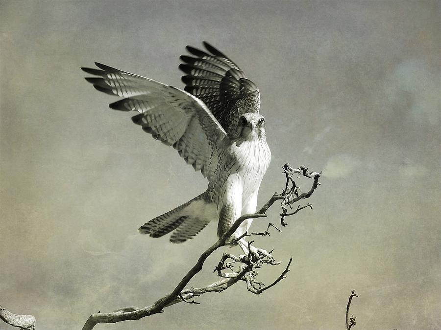 Brown Falcon #1 Photograph by Louise Merigot