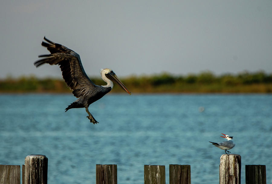 Brown Pelican and a Royal Tern #2 Photograph by Sandra Js