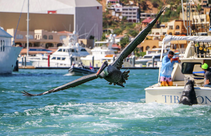 Brown Pelican in Cabo San Lucas #1 Photograph by Dawn Richards
