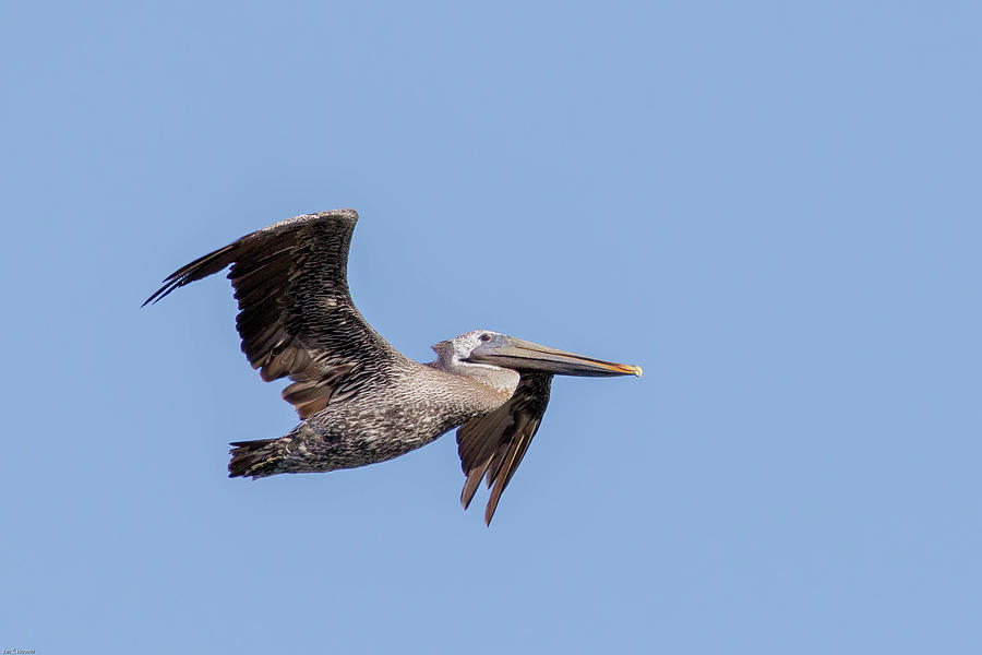 Brown Pelican Photograph by Jan Hoover - Fine Art America