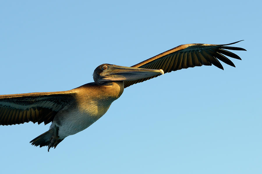 Brown Pelican, Pelecanus occidentalis, Elizabeth Bay, Isabela Island, Galapagos Islands, Ecuador #1 Photograph by Kevin Oke