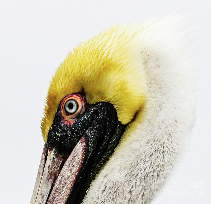 Brown Pelican Profile #1 Photograph by Joanne Carey
