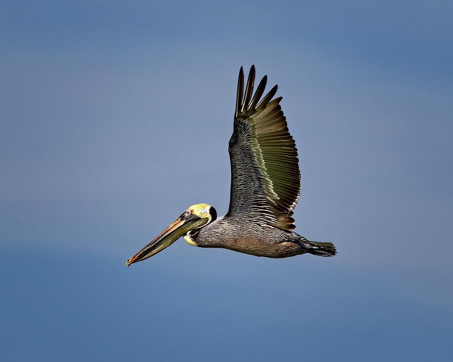 Male Brown Pelican flying along Johns Pass Photograph by Ronald Lutz