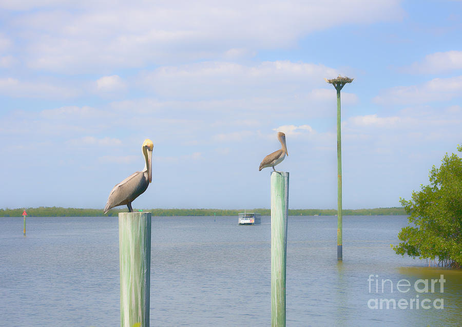 Brown pelicans on pilings and an osprey nest in the Tarpon Bay a #1 Photograph by William Kuta