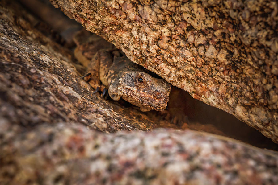 Brown reptile lizard camouflaged against rocks #1 Photograph by Rick Deacon