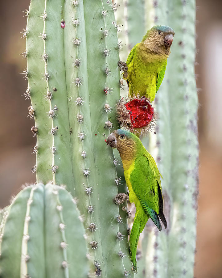 Brown Throated Parakeet Taganga Magdalena Colombia #1 Photograph by Adam Rainoff