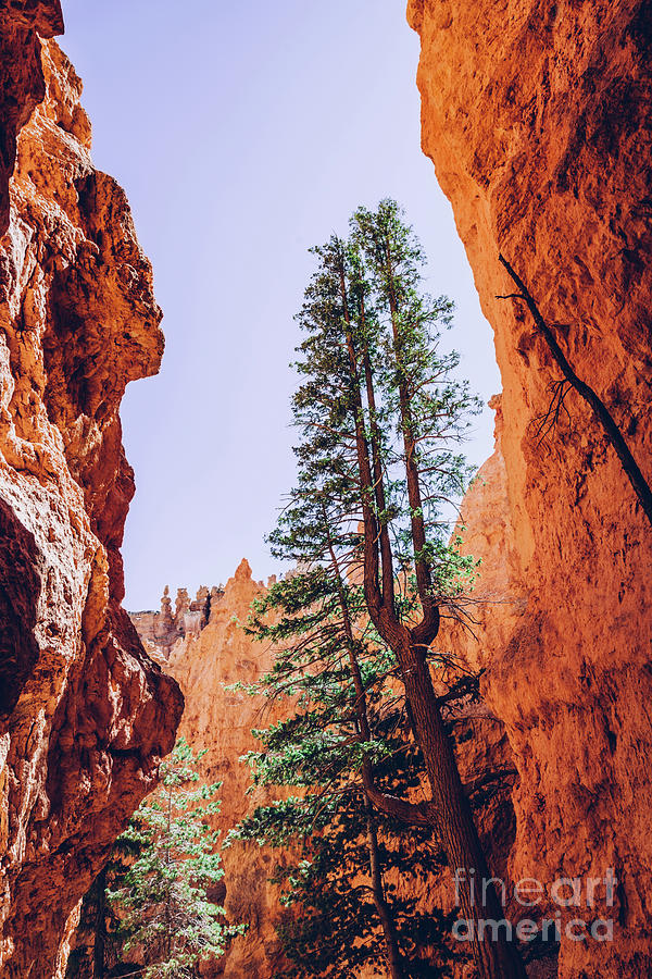 Bryce Canyon, Utah, USA. Single trees #1 Photograph by Michal Bednarek