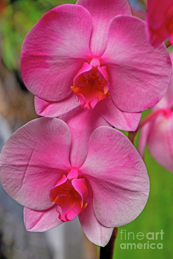 Bubble Gum Pink Orchid #1 Photograph by Willie Harper