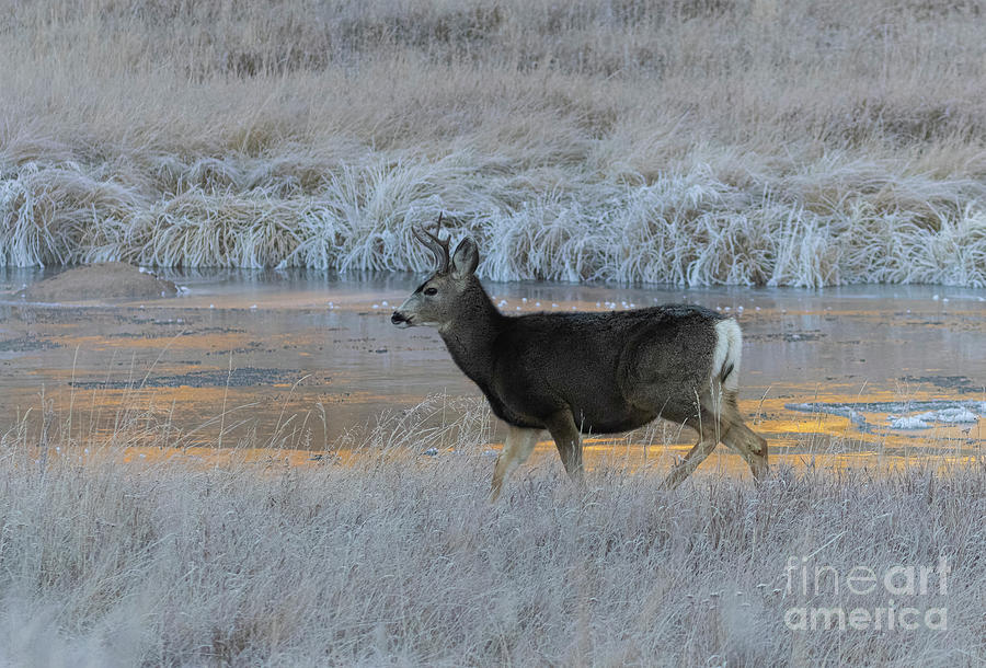 Buck at the River #1 Photograph by Steven Krull