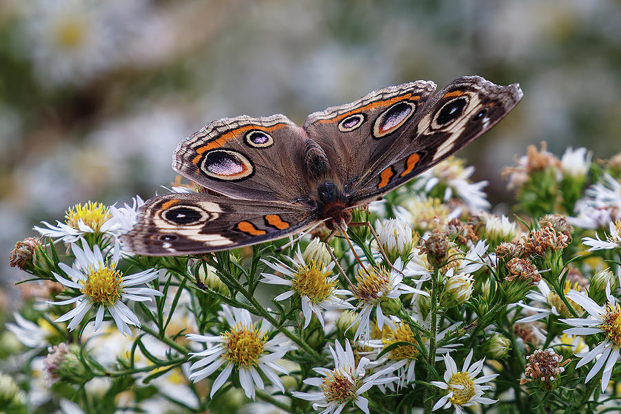 Buckeye Butterfly #1 Photograph by John Haldane