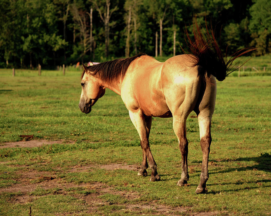 Buckskin Horse #1 Photograph by Katy Hawk