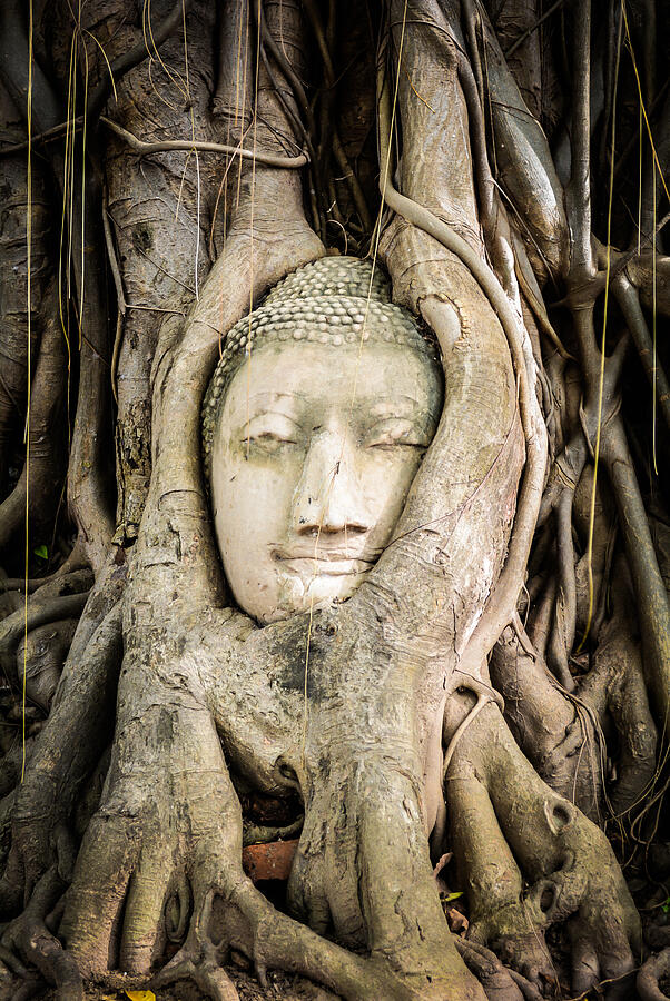 Buddha statue in the roots of tree at Ayutthaya, Thailand #1 Photograph by Meal_meaW