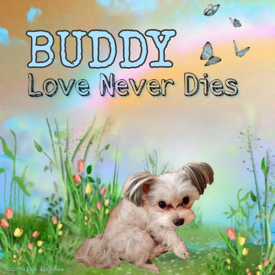 Buddy  Love Never Dies #1 Digital Art by Kate McGahan