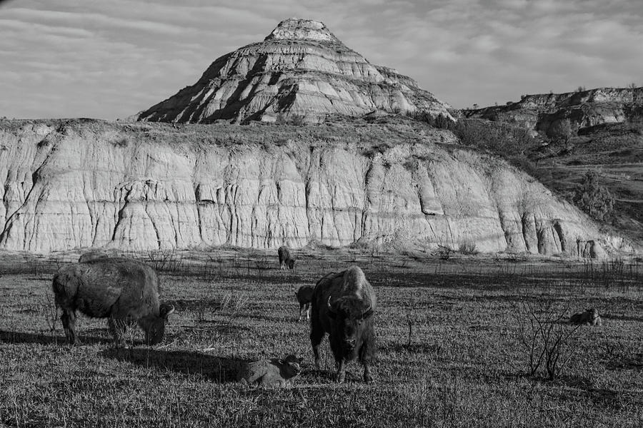 Buffalo at Theodore Roosevelt National Park in black and white #2 Photograph by Eldon McGraw