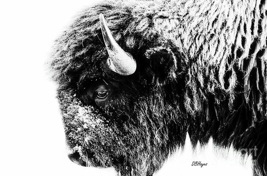 Buffalo Black and White Portrait II Photograph by DB Hayes