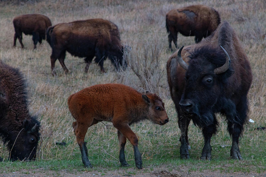 Buffalo calf at Theodore Roosevelt National Park in North Dakota #1 Photograph by Eldon McGraw