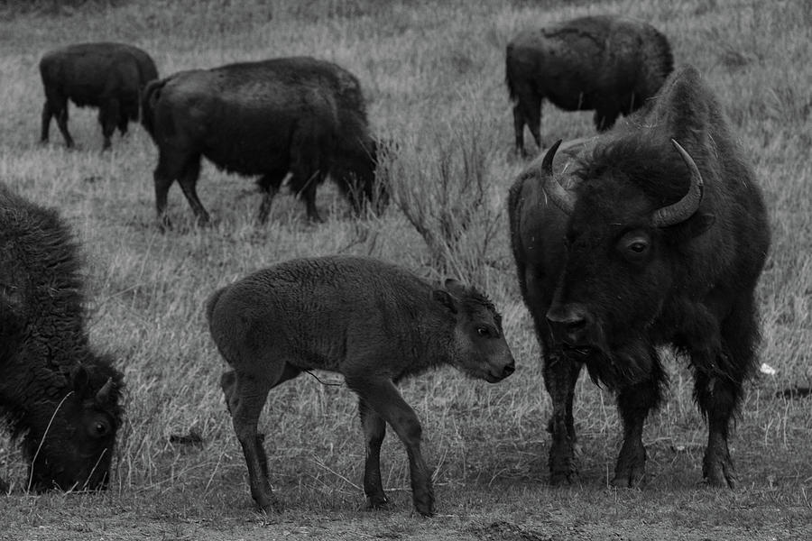 Buffalo calf at Theodore Roosevelt National Park in North Dakota in black and white #1 Photograph by Eldon McGraw