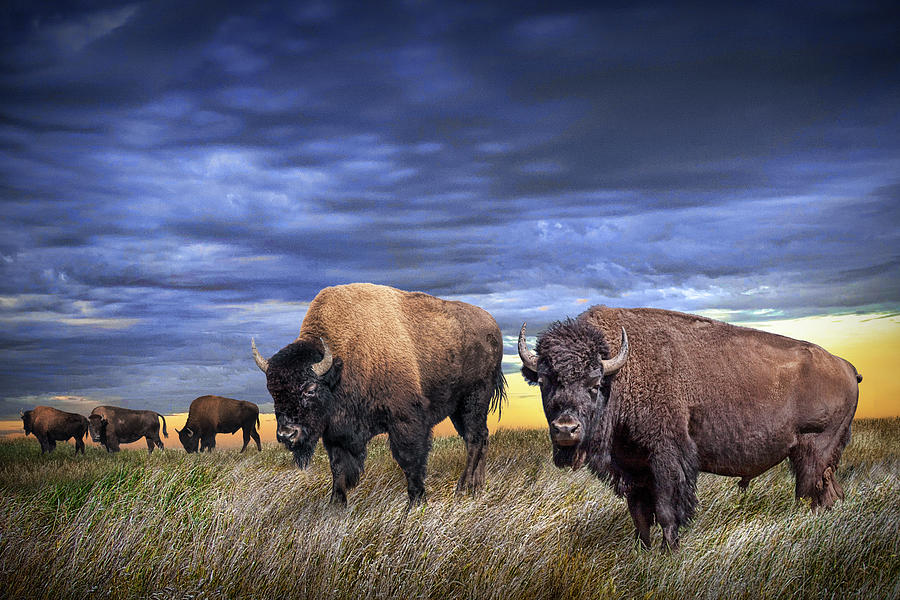 Buffalo Herd on the Prairie #1 Photograph by Randall Nyhof