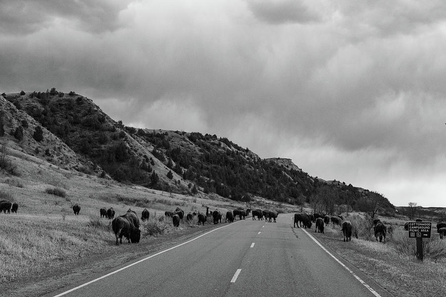 Buffalo on the road at Theodore Roosevelt National Park in North Dakota in black and white #1 Photograph by Eldon McGraw