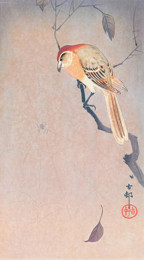 Ohara Koson Painting - Buffalo wing shrike and spider by Ohara Koson by Mango Art
