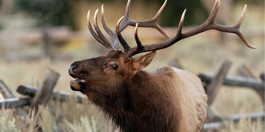 Bugling Bull Elk Photograph by Gary Langley | Fine Art America