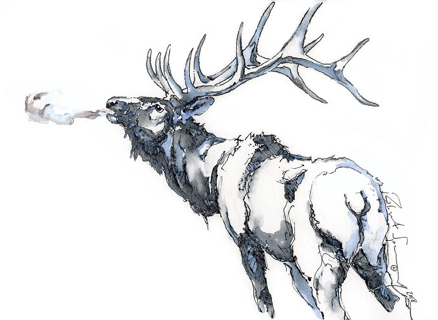 Yellowstone National Park Drawing - Bugling #1 by Robert Spannring
