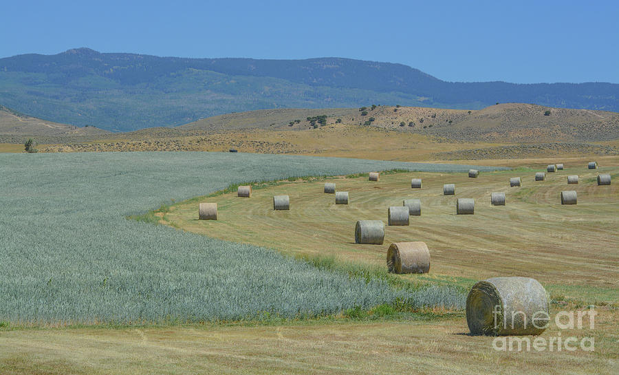 1 Bulk 1000 Lbs Rolled Hay Ready To Be Picked Up And Send To Farmers 8573