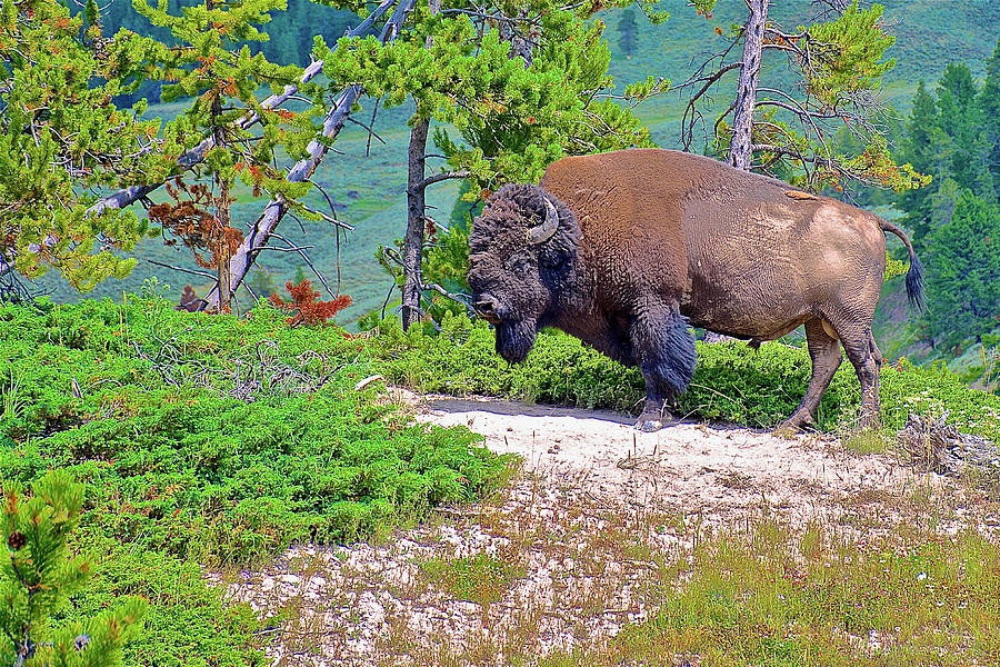 Bull Bison near Mud Volcanoes in Yellowstone National Park, Wyoming #1 Photograph by Ruth Hager