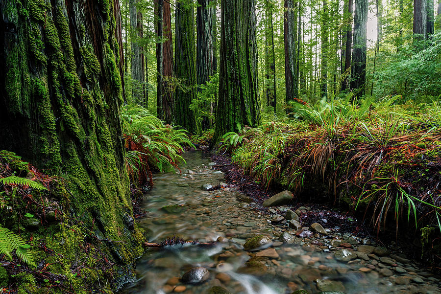 Bull Creek Photograph by Trevor McBroom - Fine Art America