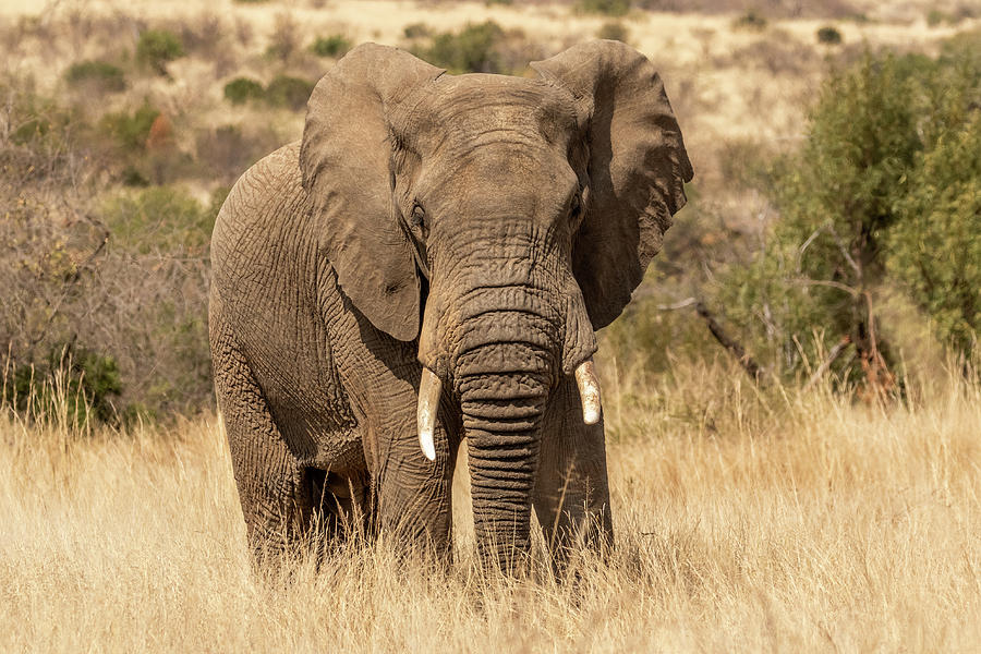 Wildlife Photograph - Bull Elephant #1 by MaryJane Sesto