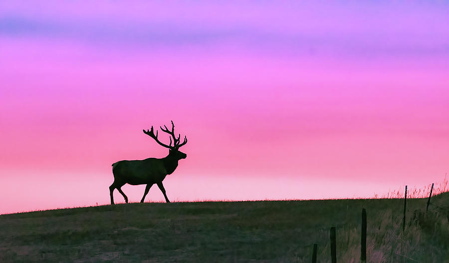Bull Elk At Sunrise #2 Photograph by Gary Beeler