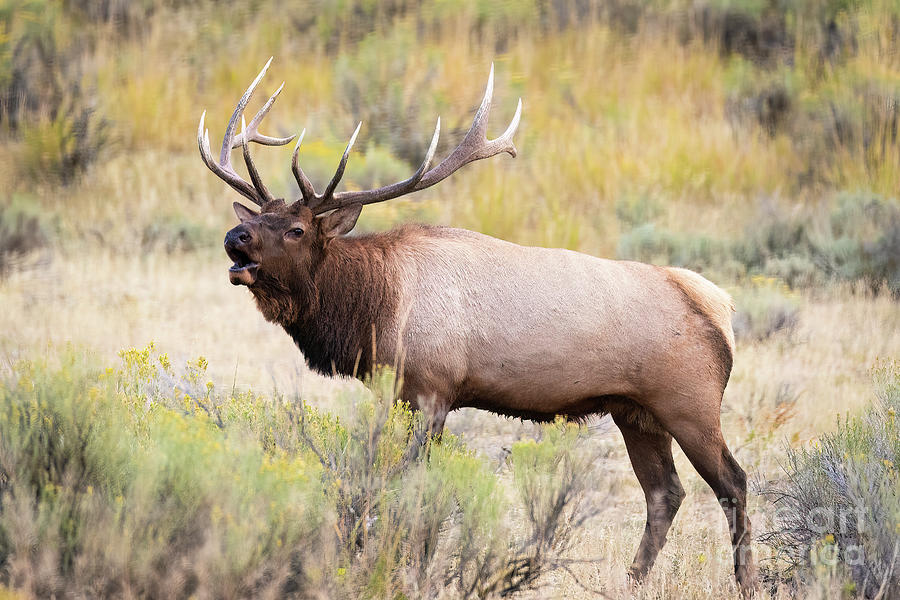 Bull Elk Bugling - Yellowstone Photograph by Bret Barton