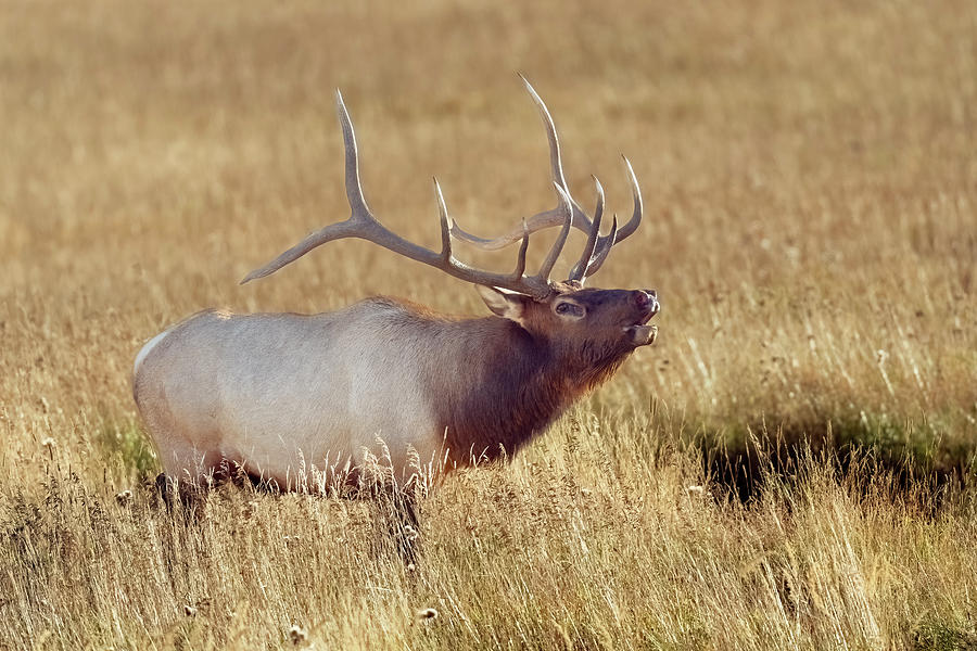 Bull Elk in Yellowstone #1 Photograph by Gary Langley