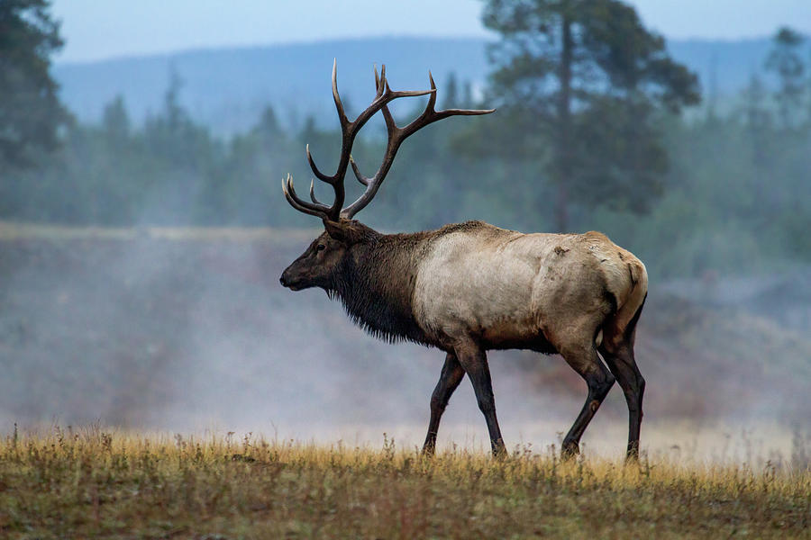 Bull Elk in Yellowstone #1 Photograph by Wesley Aston